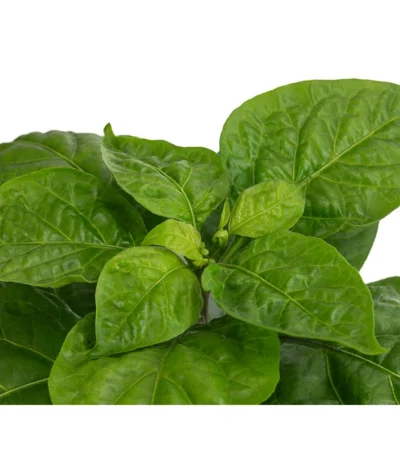 Chili 'Habanero', Orange 11 Chili 'Habanero', Orange -Haus Pflanzen Welt 8833543 WE DE 002 ChiliHabaneroOrange