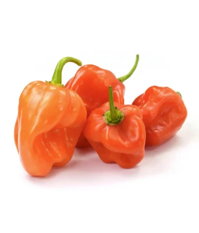 Chili 'Habanero', Orange 9 Chili 'Habanero', Orange -Haus Pflanzen Welt 8833543 WE FS 003 ChiliHabaneroOrange