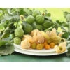 Dehner Ananaskirsche Physalis 2 Dehner Ananaskirsche Physalis -Haus Pflanzen Welt 8837965 WE MO 001 GourmetAndenbeereGoldvital