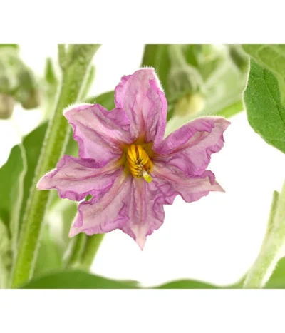 Pick-&-Joy® Aubergine Mit Früchten 9 Pick-&-Joy® Aubergine Mit Früchten -Haus Pflanzen Welt 8838047 WE DE 001 PickandJoyAubergineT14