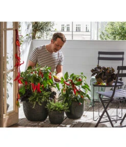 Dehner Gourmet Garten Hänge-Rosmarin -Haus Pflanzen Welt 8838765 WE MO 002 PeperonimitFrucht 1