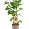 Pick-a-Tom® Cocktailtomate 'Candy' Mit Früchten -Haus Pflanzen Welt 8838815 PR FS 002 PickaTomBeerentomateCandyT14DehnerExpressHerzig