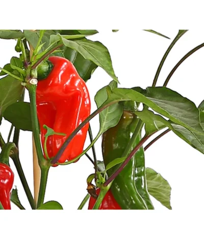 Pick-a-Pep® Snackpaprika Mit Früchten 7 Pick-a-Pep® Snackpaprika Mit Früchten -Haus Pflanzen Welt 8838823 SnackpaprikaRotMitFrucht