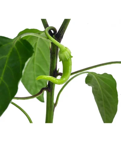 Türkische Peperoni 9 Türkische Peperoni -Haus Pflanzen Welt 8839094 WE DE 001 TuerkischerPeperon