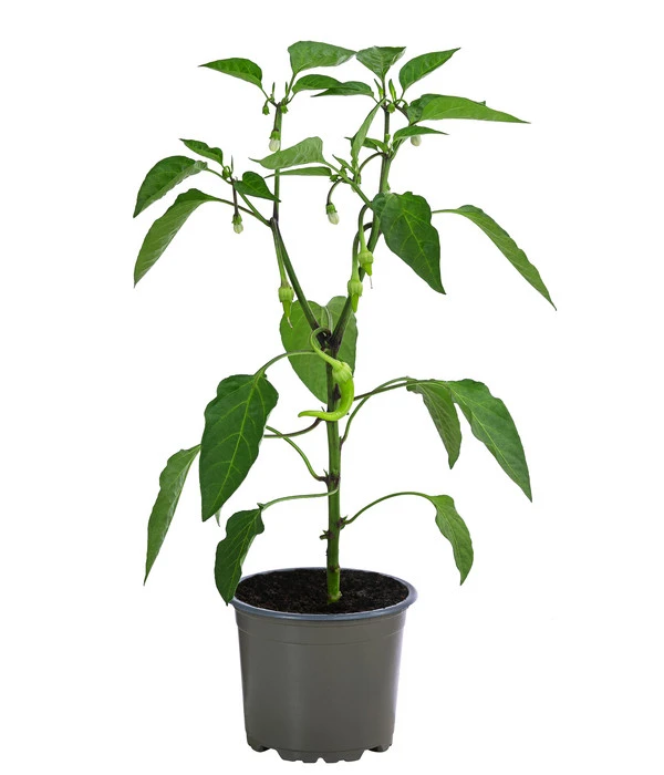 Türkische Peperoni 4 Türkische Peperoni – Bild 2