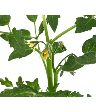 Tomate 'Previa' 9 Tomate 'Previa' -Haus Pflanzen Welt 8839136 WE DE 001 TomatePrevia