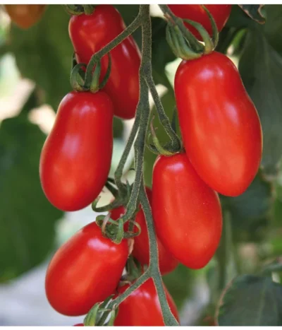 Mini San-Marzano Tomate 'Trilly' -Haus Pflanzen Welt 8839144 we DE 001 TomateTrilly