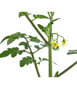 Cherrytomate 'Pepe' -Haus Pflanzen Welt 8839243 WE DE 001 CherrytomateRot