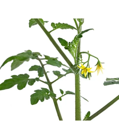 Cherrytomate 'Pepe' -Haus Pflanzen Welt 8839243 WE DE 001 CherrytomateRot