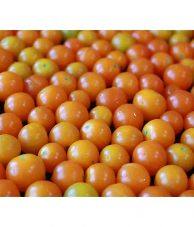 Cherrytomate 'Sungold' -Haus Pflanzen Welt 8839326 PR MO 001 CherrytomateSungold