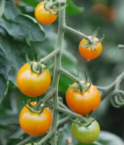 Cherrytomate 'Sungold' -Haus Pflanzen Welt 8839326 WE DE 001 TomateSungoldGelbCherrytomate