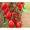 Mini San-Marzano Tomate 'Trilly' -Haus Pflanzen Welt 8839326 WE MO 002 PflaumentomateTrilly