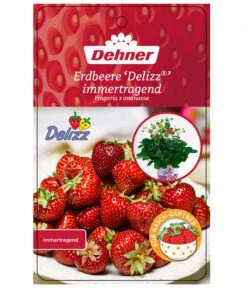 Erdbeere 'Delizz' -Haus Pflanzen Welt 8840274 ErdbeereDelizzImmertragend Etikett 1
