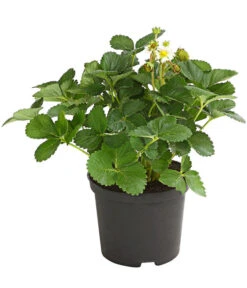 Erdbeere 'Delizz' -Haus Pflanzen Welt 8840274 WE FS 001 ErdbeereDelizzDehnerExpressHerzig