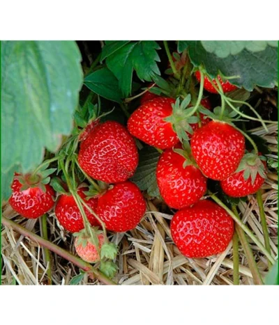 Erdbeere 'HUMMI® Rimona'