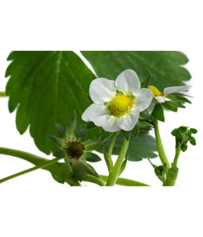 Erdbeerampel -Haus Pflanzen Welt 8840753 WE DE 001 FragariaErdbeerampelT20