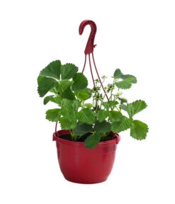 Erdbeerampel -Haus Pflanzen Welt 8840753 WE FS 001 FragariaErdbeerampelT20