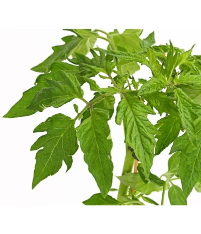 Bioland Fleischtomate -Haus Pflanzen Welt 8842627 WE DE 001 BioFleischtomateT12DehnerExpressHerzig