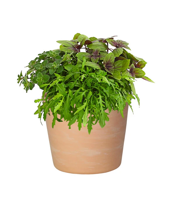 Dehner Terrakotta-Übertopf Siena, Rund 4 Dehner Terrakotta-Übertopf Siena, Rund – Bild 2