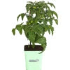 GREENBAR® Naschtomate -Haus Pflanzen Welt 8843203 PR FS 001 GreenbarNaschtomateT11DehnerExpressHerzig