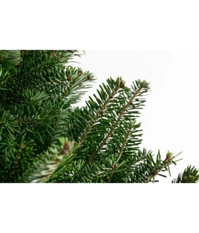 Fraser-Tanne, Ca. 175-200 Cm, Gesägt -Haus Pflanzen Welt 8995078 PR DE 001 AbiesFraseri175 200GesaegtFraserTanneDehnerExpressHerzig