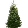Fraser-Tanne, Ca. 175-200 Cm, Gesägt -Haus Pflanzen Welt 8995078 PR FS 001 AbiesFraseri175 200GesaegtFraserTanneDehnerExpressHerzig