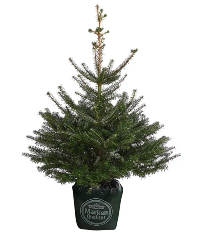 Korea-Tanne, Ca. 80-100 Cm, Im Topf Gewachsen