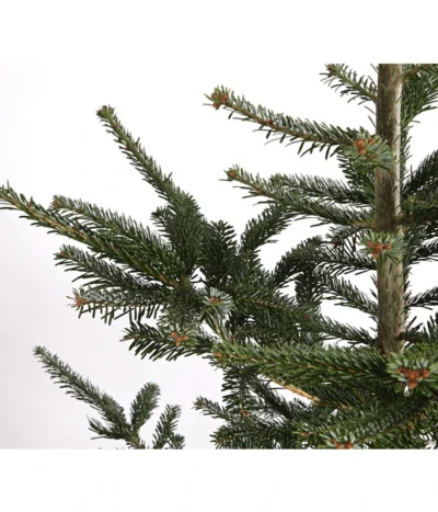 Nordmann-Tanne, Ca. 200-250 Cm, Gesägt 7 Nordmann-Tanne, Ca. 200-250 Cm, Gesägt -Haus Pflanzen Welt 8995748 WE DE 001 AbiesNordmannianaNordmanntanne200 250GesaegtDehnerExpressHerzig