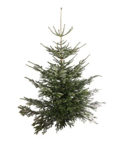 Nordmann-Tanne, Ca. 200-250 Cm, Gesägt