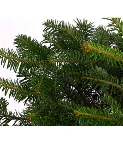 Haus Pflanzen Welt -Haus Pflanzen Welt 8995755 WE DE 003 AbiesNordmannianaNordmanntanne40 60DehnerExpressHerzig