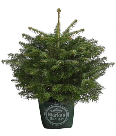 Nordmann-Tanne, Ca. 40-60 Cm, Im Topf Gewachsen