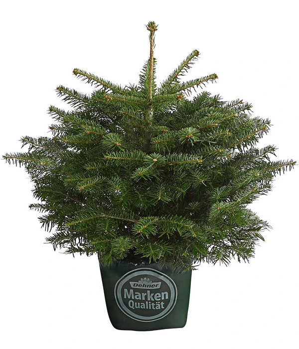 Nordmann-Tanne, Ca. 40-60 Cm, Im Topf Gewachsen