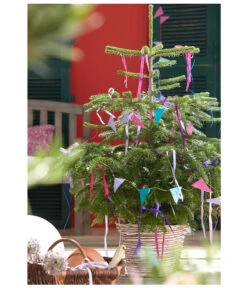 Nordmann-Tanne, Ca. 60-80 Cm, Im Topf Gewachsen -Haus Pflanzen Welt 8995763 PR MO 001 NordmanntanneAbiesNordmannianaWeihnachtsshooting2015