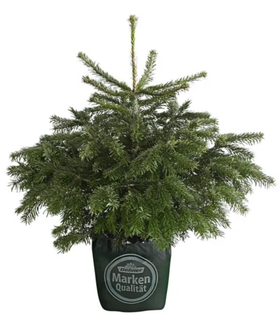 Nordmann-Tanne, Ca. 60-80 Cm, Im Topf Gewachsen