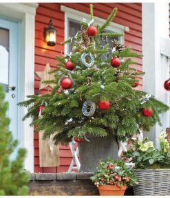 Nordmann-Tanne, Ca. 40-60 Cm, Im Topf Gewachsen -Haus Pflanzen Welt 8995763 WE MO 011 AbiesNordmannianaNordmanntanneWeihnachtsshooting 2015