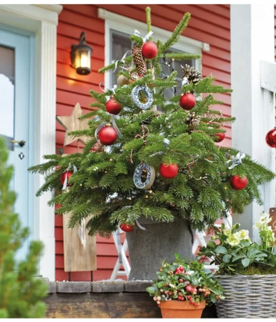 Nordmann-Tanne, Ca. 40-60 Cm, Im Topf Gewachsen -Haus Pflanzen Welt 8995763 WE MO 011 AbiesNordmannianaNordmanntanneWeihnachtsshooting 2015