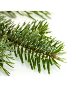 Nordmann-Tanne, Ca. 100-150 Cm, Gesägt 8 Nordmann-Tanne, Ca. 100-150 Cm, Gesägt -Haus Pflanzen Welt 8995896 BildD 001 Nordmanntanne