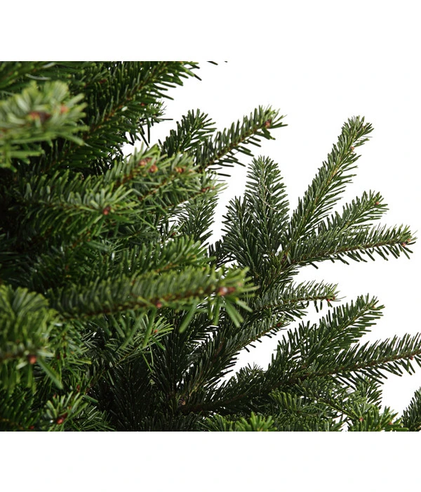 Nordmann-Tanne, Ca. 150-200 Cm, Gesägt 4 Nordmann-Tanne, Ca. 150-200 Cm, Gesägt – Bild 2