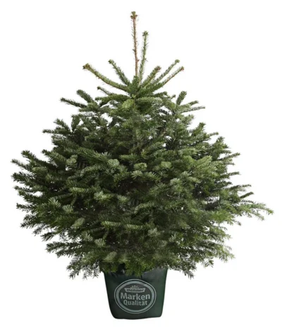Nordmann-Tanne, Ca. 80-100 Cm, Im Topf Gewachsen