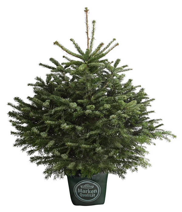 Nordmann-Tanne, Ca. 80-100 Cm, Im Topf Gewachsen