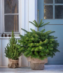 Haus Pflanzen Welt -Haus Pflanzen Welt 8995938 WE MO 001 NordmannTanneimTopf80 100cm