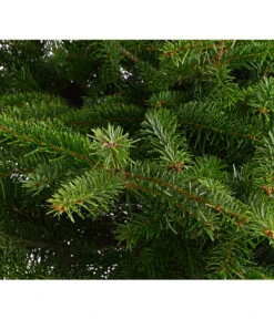 Nordmann-Tanne, Ca. 100-125 Cm, Im Topf Gewachsen 7 Nordmann-Tanne, Ca. 100-125 Cm, Im Topf Gewachsen -Haus Pflanzen Welt 8995953 WE DE 001 AbiesNordmannianaNordmanntanne100 125Container8LiterDehnerExpressHerzig