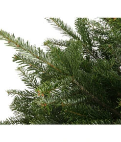 Nordmann-Tanne, Ca. 75-100 Cm, Gesägt, Mit Holzkreuzständer -Haus Pflanzen Welt 8996100 WE DE 001 AbiesNordmannianaNordmanntanne75 100HKGesaegtDehnerExpressHerzig