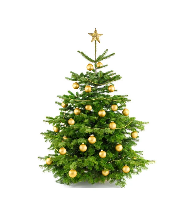 Nordmann-Tanne, Ca. 100-150 Cm, Gesägt 6 Nordmann-Tanne, Ca. 100-150 Cm, Gesägt – Bild 4