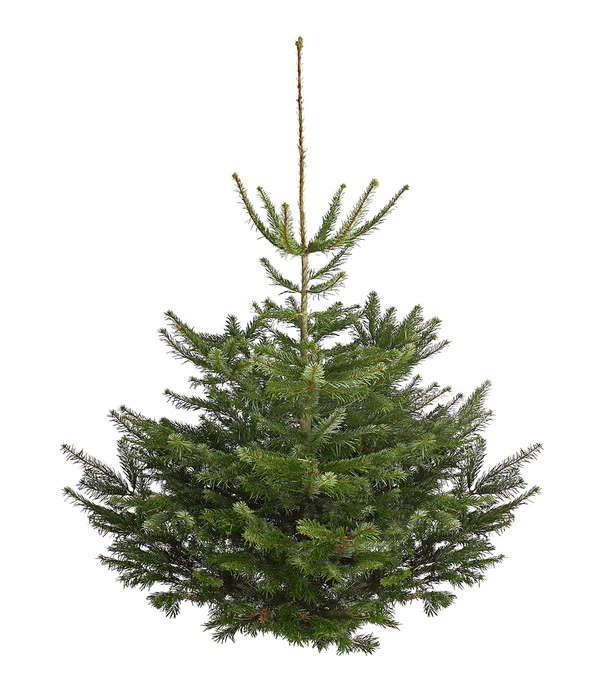 Nordmann-Tanne, Ca. 150-200 Cm, Gesägt 3 Nordmann-Tanne, Ca. 150-200 Cm, Gesägt