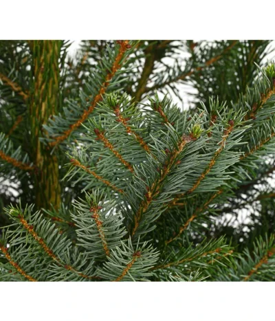 Serbische Fichte, Ca. 100-125 Cm, Im Topf Gewachsen 5 Serbische Fichte, Ca. 100-125 Cm, Im Topf Gewachsen -Haus Pflanzen Welt 8997231 WE DE 001 PiceaOmorikaSerbischeFichteCo100 125DehnerExpressHerzig