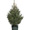 Serbische Fichte, Ca. 100-125 Cm, Im Topf Gewachsen -Haus Pflanzen Welt 8997231 WE FS 001 PiceaOmorikaSerbischeFichteCo100 125DehnerExpressHerzig