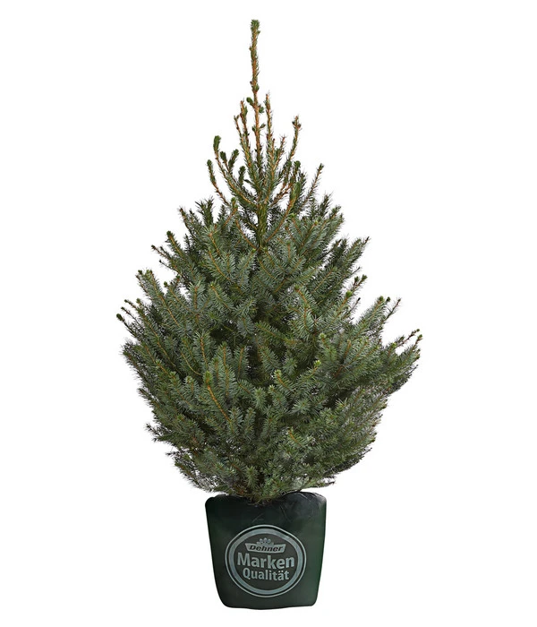 Serbische Fichte, Ca. 100-125 Cm, Im Topf Gewachsen 3 Serbische Fichte, Ca. 100-125 Cm, Im Topf Gewachsen