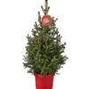 Weihnachtsbaum - Zwerg-Fichte 'Little Santa®' 1 Weihnachtsbaum - Zwerg-Fichte 'Little Santa®' -Haus Pflanzen Welt 8997280 PR FS 005 PiceaLittleSanta5L