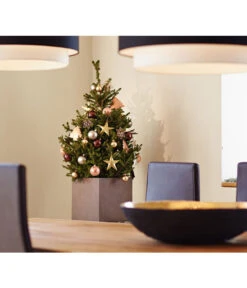 Weihnachtsbaum - Zwerg-Fichte 'Little Santa®' 7 Weihnachtsbaum - Zwerg-Fichte 'Little Santa®' -Haus Pflanzen Welt 8997280 PR MO 002 PiceaLittleSanta5L